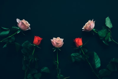 顶视图的两个红色和黑色表面上三个粉红玫瑰
